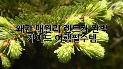 왜관 매원리 렌트카 완벽 가이드🚗💨 #여행필수템